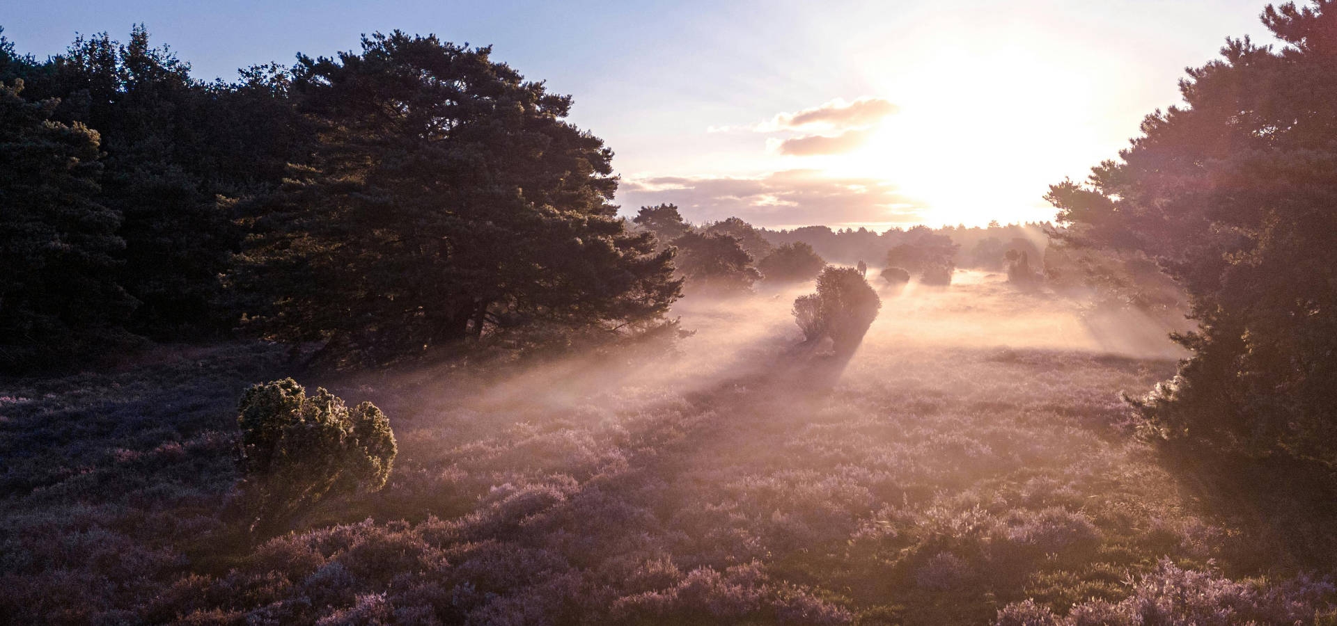 Mistige novembermorgen in de Hoge Veluwe.