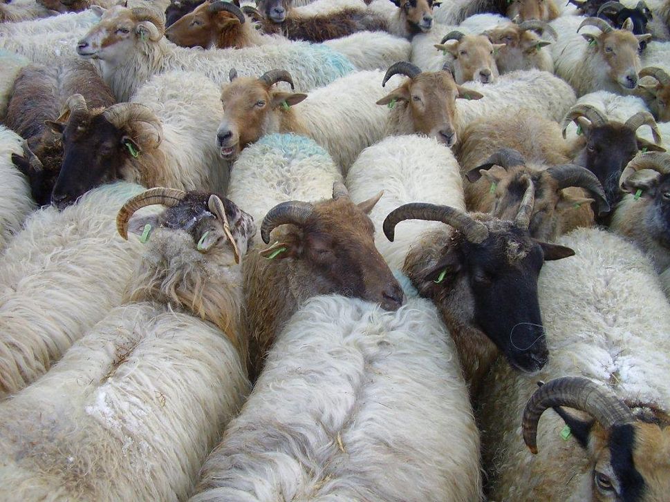 Een spektakel om te zien: Meer dan 300 schapen 'bezoeken' de kerstmarkt (Holtinger Schaapskudde)!