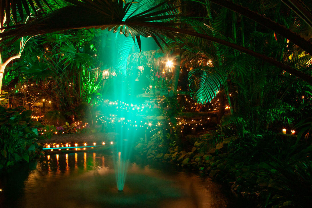  Jubileumeditie WinterDroom in Pantropica (Orchideeën Hoeve) in Luttelgeest
