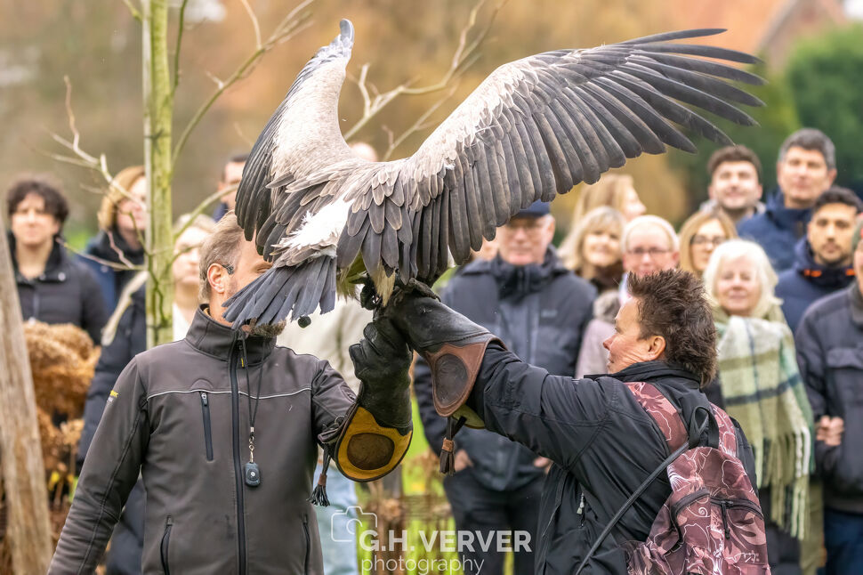 roofvogelshow