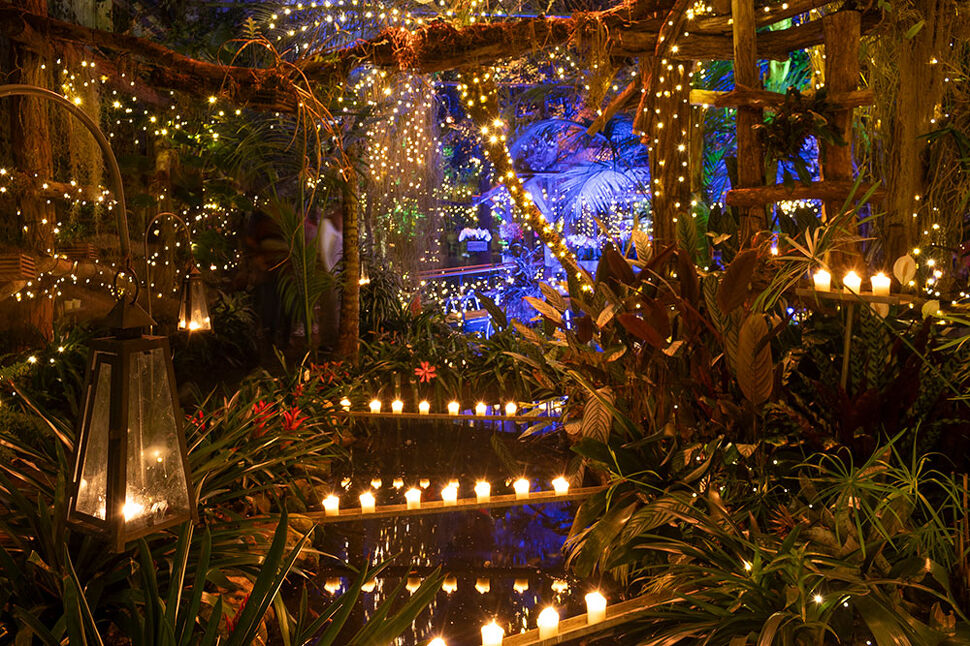 WinterDroom in Pantropica (Orchideeën Hoeve) in Luttelgeest