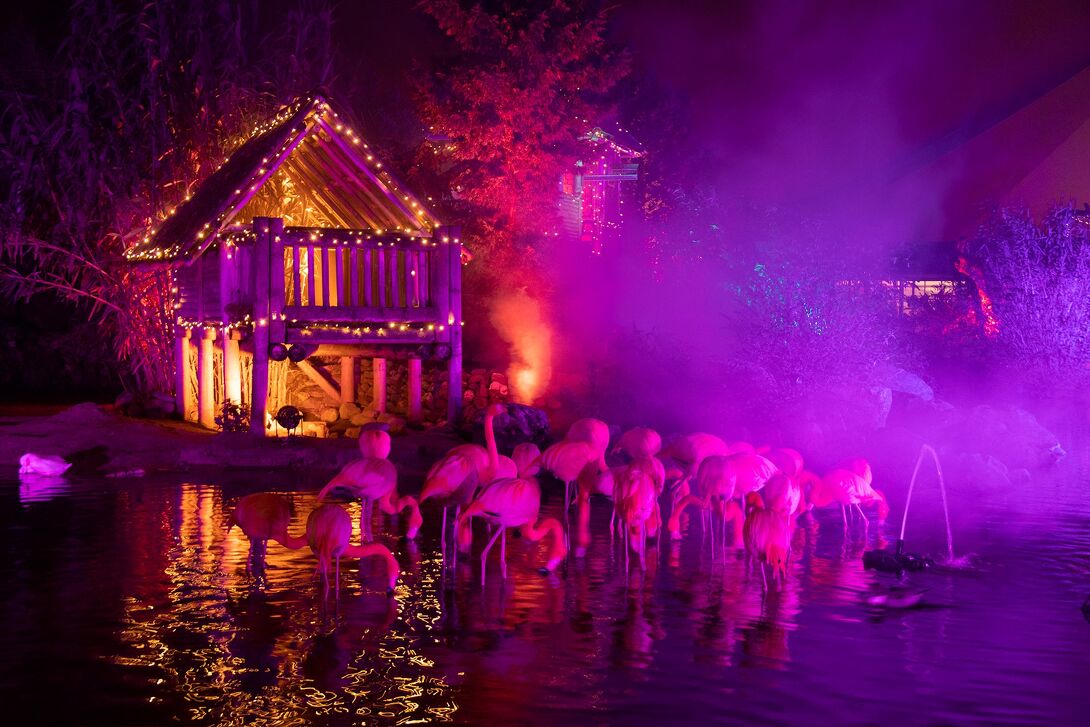  WinterDroom in Pantropica (Orchideeën Hoeve) in Luttelgeest